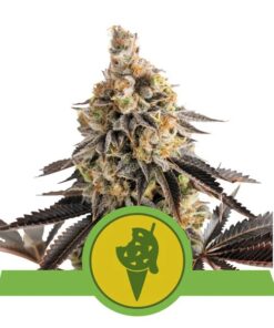 Cookies Gelato auto Royal Queen Seeds