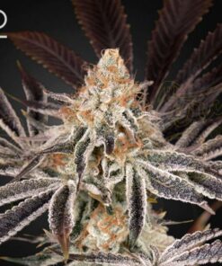 Dark Phoenix fem Green House