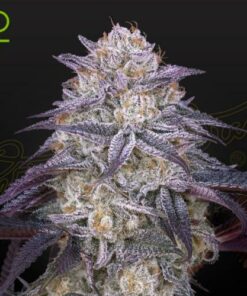 King's Juice auto Green House