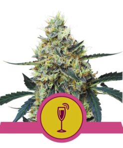 Mimosa fem Royal Queen Seeds