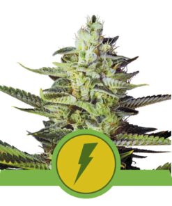 North Tunderfuck auto Royal Queen Seeds