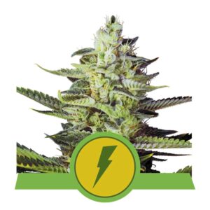 North Tunderfuck auto Royal Queen Seeds