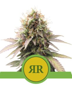 Royal Runtz auto Royal Queen Seeds