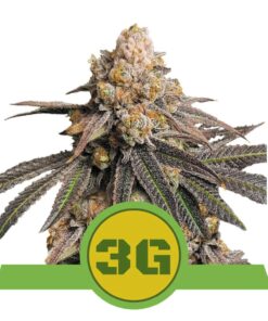 Triple G auto Royal Queen Seeds