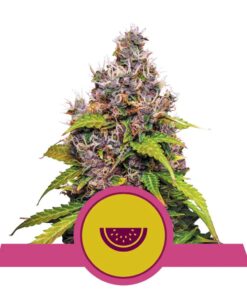 Watermelon fem Royal Queen Seeds