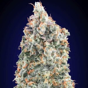 Blueberry fast 00 Seeds