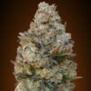 Chocolate Skunk fem 00 Seeds