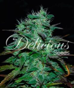 Chocobang fem Delicious Seeds