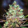 Cotton Candy Kush fem Delicious Seeds