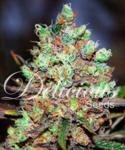 Cotton Candy Kush fem Delicious Seeds