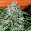 Critical Jack Herer fem Delicious Seeds