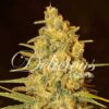 Critical Sensi Star fem Delicious Seeds