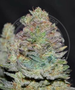 Delicious Cookies auto Delicious Seeds