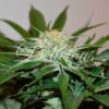 Descojack fem Delicious Seeds