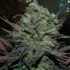Eleven Roses auto Delicious Seeds