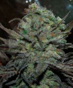 Eleven Roses auto Delicious Seeds