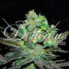 Eleven Roses fem Delicious Seeds