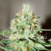 Jagg Kush fem Delicious Seeds