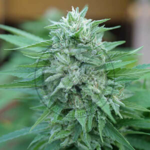 Moby Delicious fem Delicious Seeds