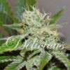 Original Juan Herer fem Delicious Seeds