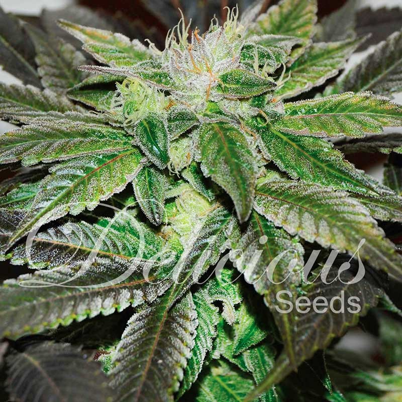Sugar Candy fem Delicious Seeds