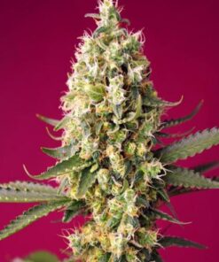 Skywalker OG Runtz XL auto Sweet Seeds