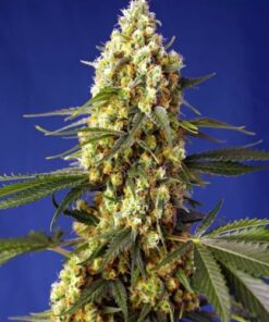 Strawberry Banana Gelato XL auto Sweet Seeds