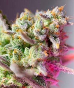 Sweet Mimosa XL auto Sweet Seeds