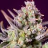 Sweet Zenzation XL auto Sweet Seeds