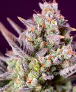 Sweet Zenzation XL auto Sweet Seeds