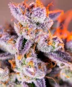 Tropicanna Poison XL auto Sweet Seeds