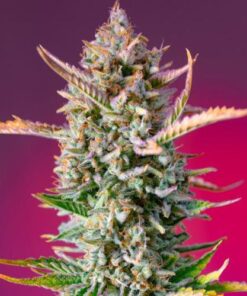 Gorilla Sherbet F1 Sweet Seeds