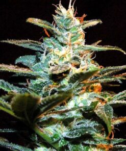 NYC Diesel fem Sweet Seeds