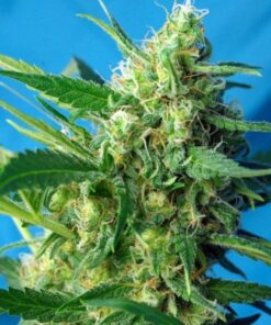 NYC Diesel auto Sweet Seeds