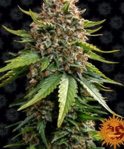 White Widow XXl auto Barney's Farm