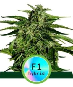 Apollo F1 - auto (ryl)