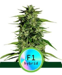 Hyperion F1 - auto (ryl)