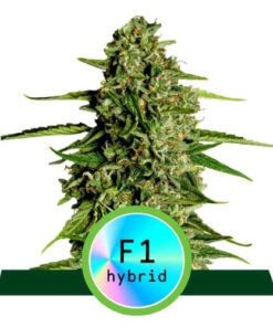 Medusa F1 - auto (ryl)