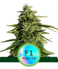Milky way F1 - auto (ryl)