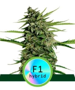 Epsilon F1 - auto (ryl)