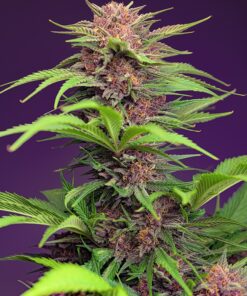 Red mimosa XL -auto (sweet seeds)