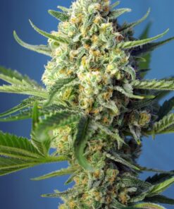 S.A.D Sweet Afgani delicious -auto (swt)