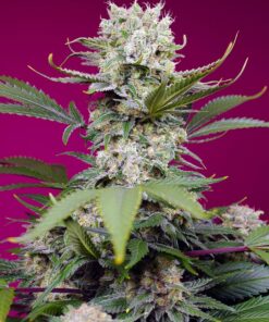 Sweet mandarine zkittez XL -auto (Swt)