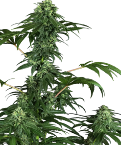 420 Punch fem (sensi seeds)