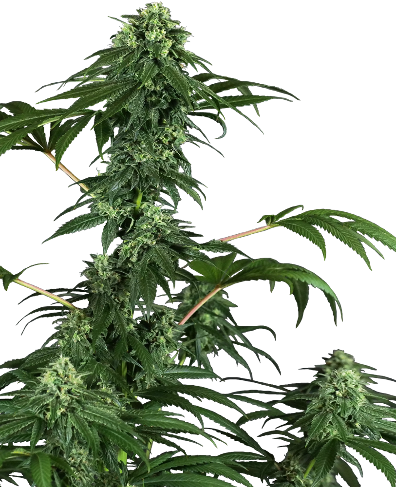 420 Punch fem (sensi seeds)