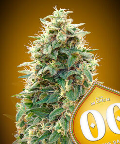 Cheese - auto (00 Seeds)