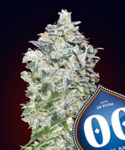 Kush - auto (00 Seeds)