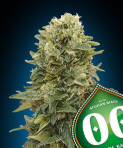 Afghan mass - auto (00 Seeds)