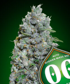 Afghan mass XXL - auto (00 Seeds)