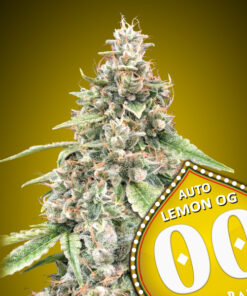 Lemon OG - auto (00 Seeds)